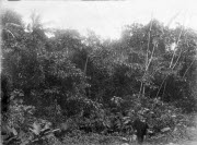 Clemenceau photographié à l'orée d'une forêt